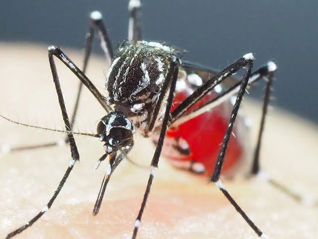 Dengue, muerte Honduras