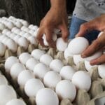 SUBEN LOS HUEVOS