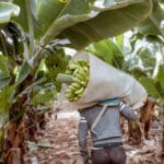 Banano hondureño enfrenta crisis por altos costos