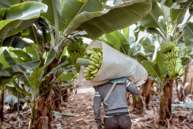 Banano hondureño enfrenta crisis por altos costos