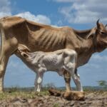Sequía golpea al sector ganadero en Honduras.